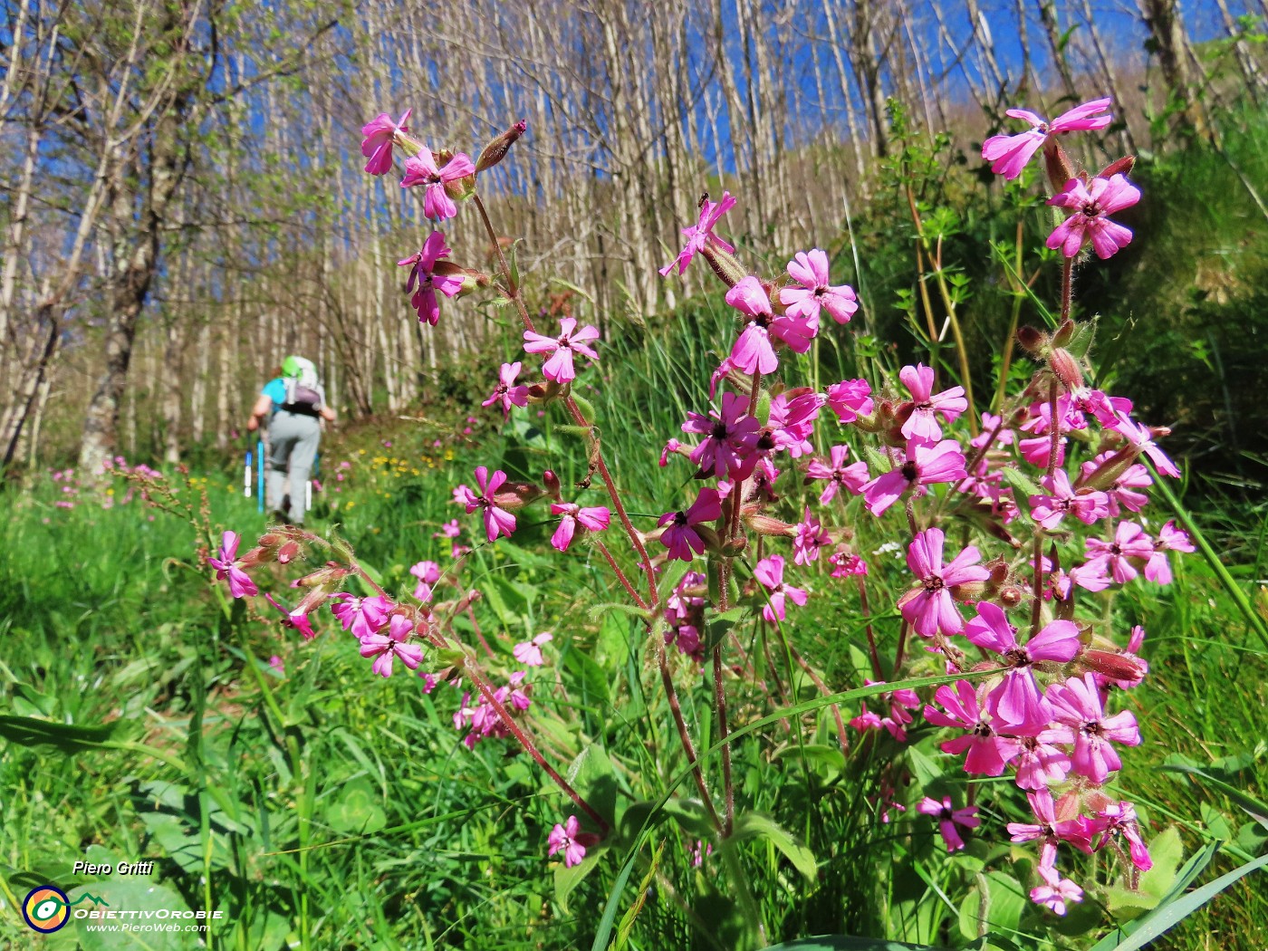 16 Silene dioica in piena fioritura .JPG